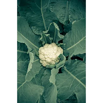 Cauliflower (13)-1847833-59439.webp